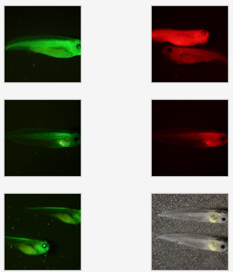 美國nightsea的熒光蛋白觀察手電筒BLS2