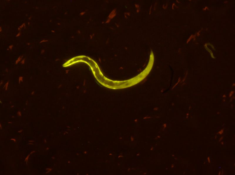 熒光適配器觀察熒光蛋白在線蟲上的表達