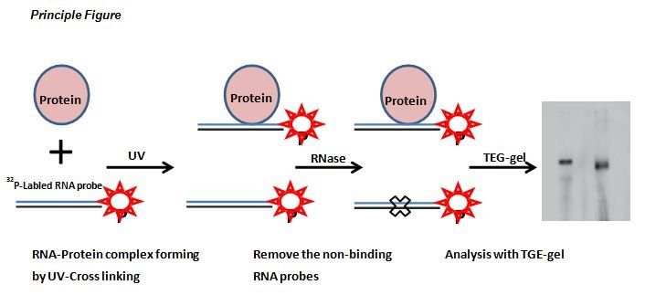RNA紫外交聯強度是多少？