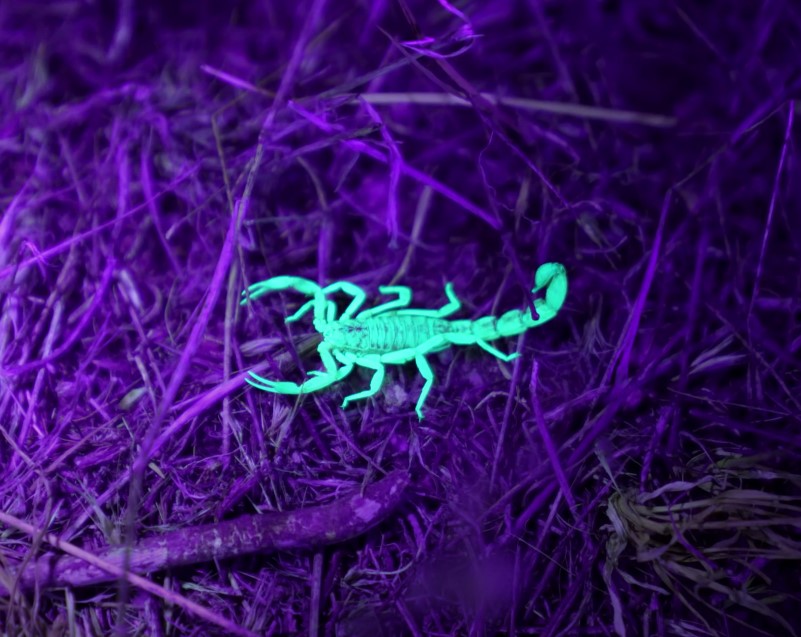 什么昆蟲在紫外線下發光？